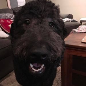 Meet your Posher, Donna